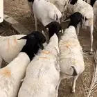 برابر مرابي