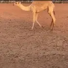 حاشي للبيع