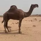 جمل كناني