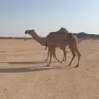عشرا شقحا جذعه