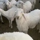 طليان للبيع