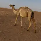 عشراء معزوله بنتها للبيع