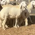 بهم حري مغلق شحم