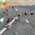دجاج بلدي فواخر ( مزاد والسوم عام فقط )