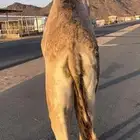 قعود بلدي للبيع