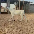 تم البيع تم البيع