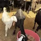 معزا 40سيمت ب 40