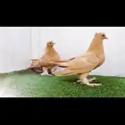 طبتين صنعاني top