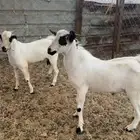 تيوس بلدي بيشية