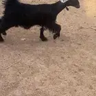 عناق بلديه