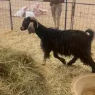 للبيع معزا دفيع