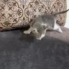 قطط للتبني مستعجل