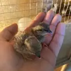 اجواز رملي منتج
