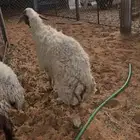 شاة حايل بيضاء نعيمية