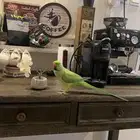 طير دره جدا  جدا  جدا  اليف مفقود بعفيف