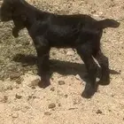 عنز جذعه طيبه