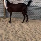 للبيع عنز متبع بطلي ورخل