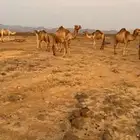 نياق للبيع.