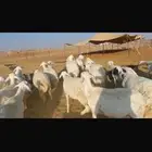 للبيع ضان مولده العدد35 تحتها 33