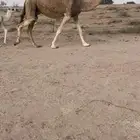 المنيحه الكفوو توها والد