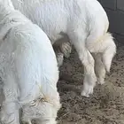 طليان للبيع شمال بيشة