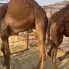قعدان مفاريد كفو  966 53 448 9372