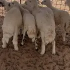 بهم حري للبيع المذنب