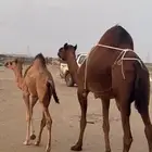 خلفه ساحليه(( تم البيع ))