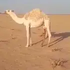 حاشي قعود سمين طايش غر ب نفي