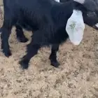 تيوس لبانيات