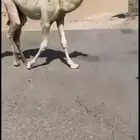 قعود رماني فاخر مشروع فحل