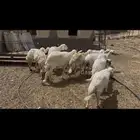 ضان مقاني للبيع