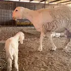 رخل هجين طيبه