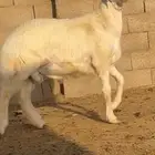 مشروع فحل حري طيب