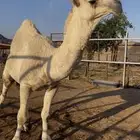 قعود اوضح عوني على بعير هزاع جزاء الرويس