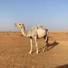 ناقه خلفه طيبه