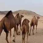 خلفات سواحل(( تم البيع ))