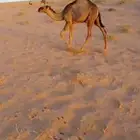 قعود للبيع
