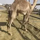 قعود فل الفل بلدي السوم 5000