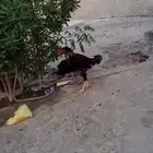 ديك ودجاجة سندي اصلي للبيع