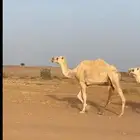 ناقه رمانيه كفو