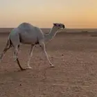 قعود علياني حوار