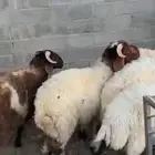 للبيع طليان نعيم بلدي شرط (( تم البيع ))