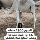 بكار