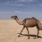 لبيع ضريبه صفراء دبيانيه ووضحاء