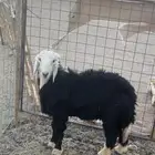 خروف 6 شهور