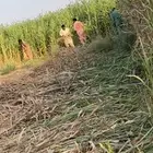 علف قصب وجيم ذرة حمراء