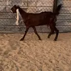 للبيع عنز معها داغور رخل