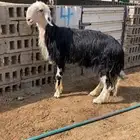 فحل نجدي
