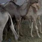 قعدان للبيع